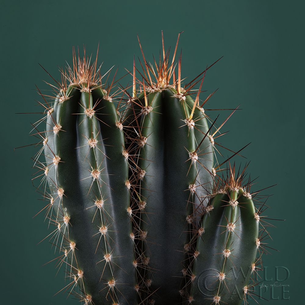 Cacti III Poster Print by Andre Eichman # 62431