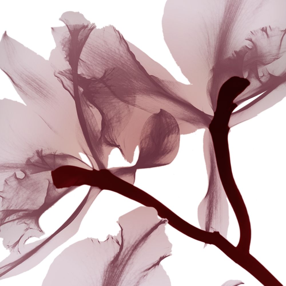 Burgundy  Luster 2 Poster Print by Albert Koetsier - Item # VARPDXAK8SQ187B