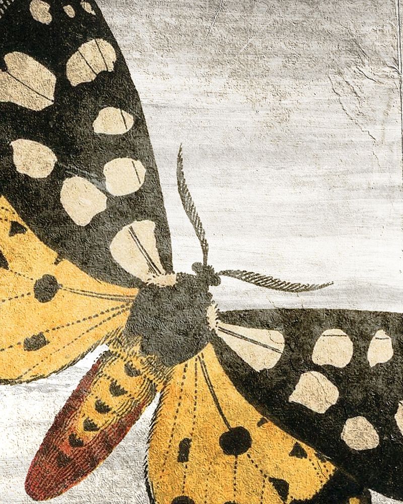 Vintage Butterfly 1 Poster Print by Allen Kimberly - Item # VARPDXKARC1443A
