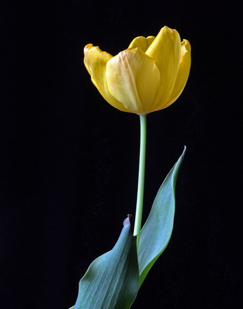 Single Tulip by Tammy Putman - Item # VARPDXPSPTM240