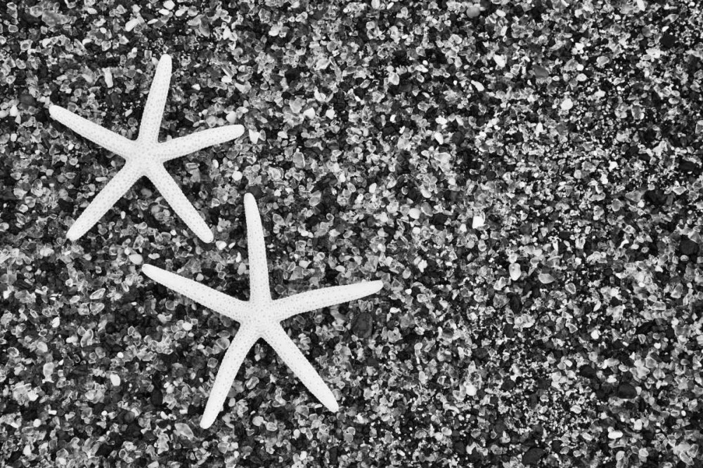 Hawaii, Kauai Starfish skeletons at Glass Beach by Dennis Flaherty - Item # VARPDXUS12BJY0073