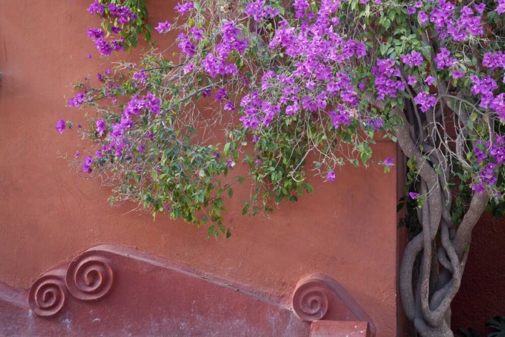 Mexico Bougainvillea tree next to wall by Don Paulson - Item # VARPDXSA13BJA0309