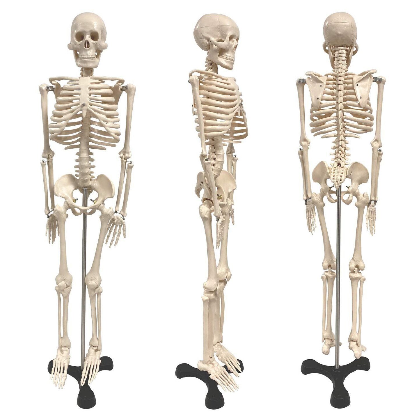 Human Skeleton Model with Key, 34&#x22;