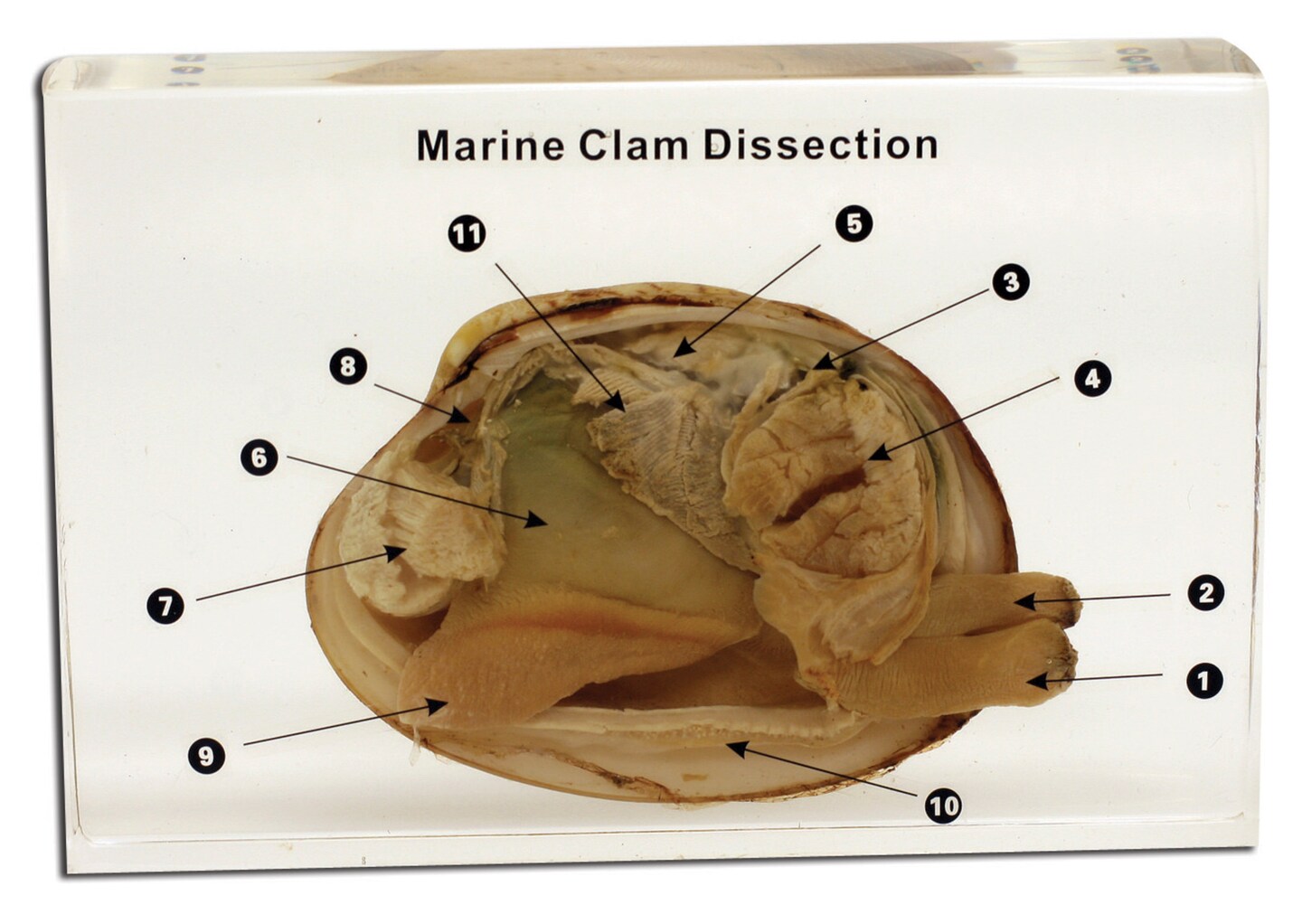 Ed Speldy Dissection Specimen Block - Marine Clam