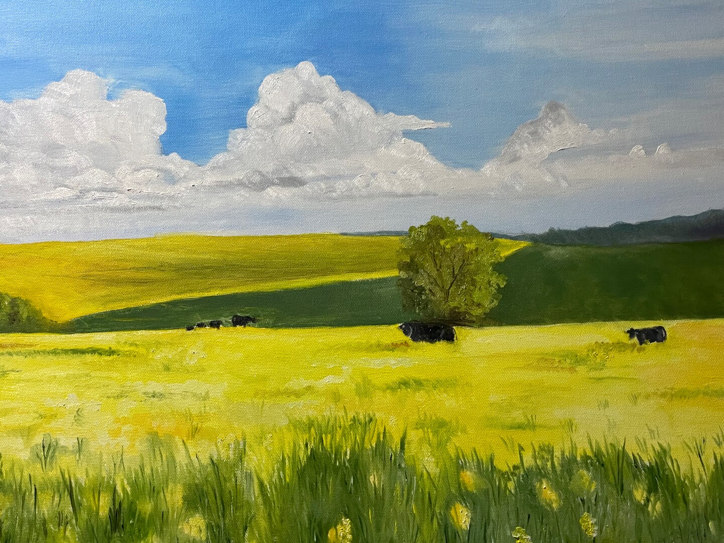 product name is Cows in a field of mustard, original oil painting 18x24 on canvas