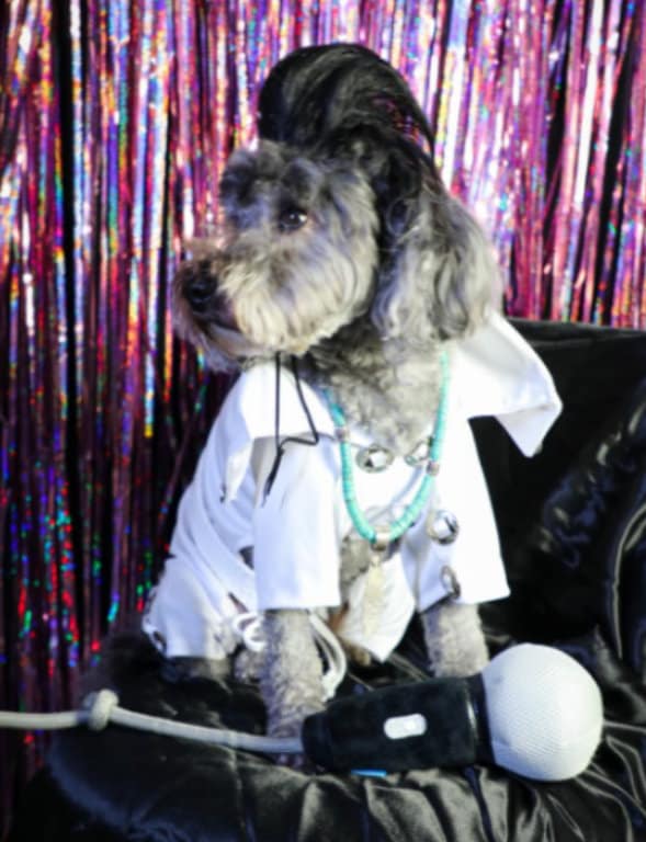 Elvis costumes for dogs best sale