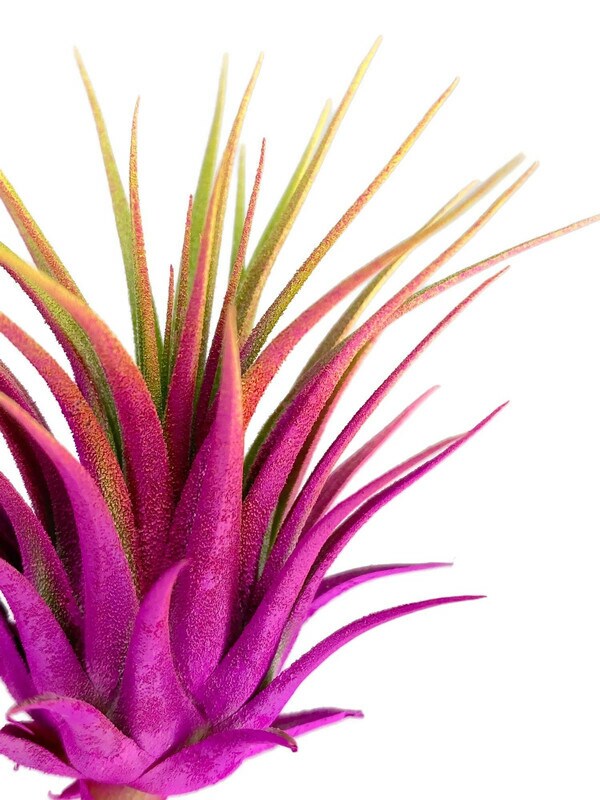 Rainbow Ionantha Guatemala Tillandsia Air Plant, Guatemala Air Plant, Air  Plant, Airplant, Terrarium, Enhanced AirPlants, Pink and Yellow |  MakerPlace by Michaels