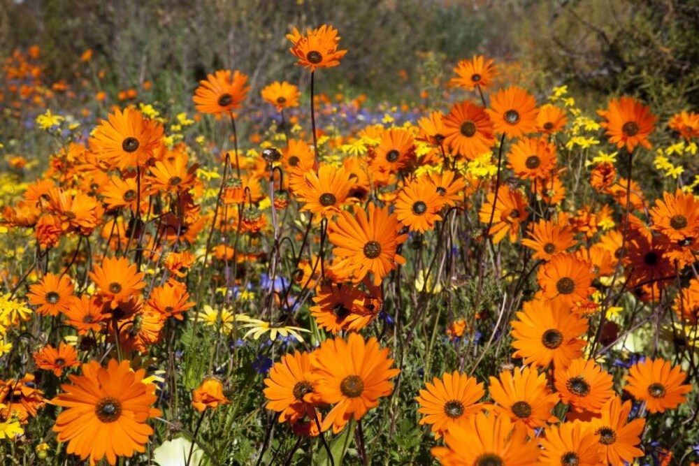 flowers in Namaqua NP, Namaqualand, South Africa by Bill Young - Item # VARPDXAF42BJA0023
