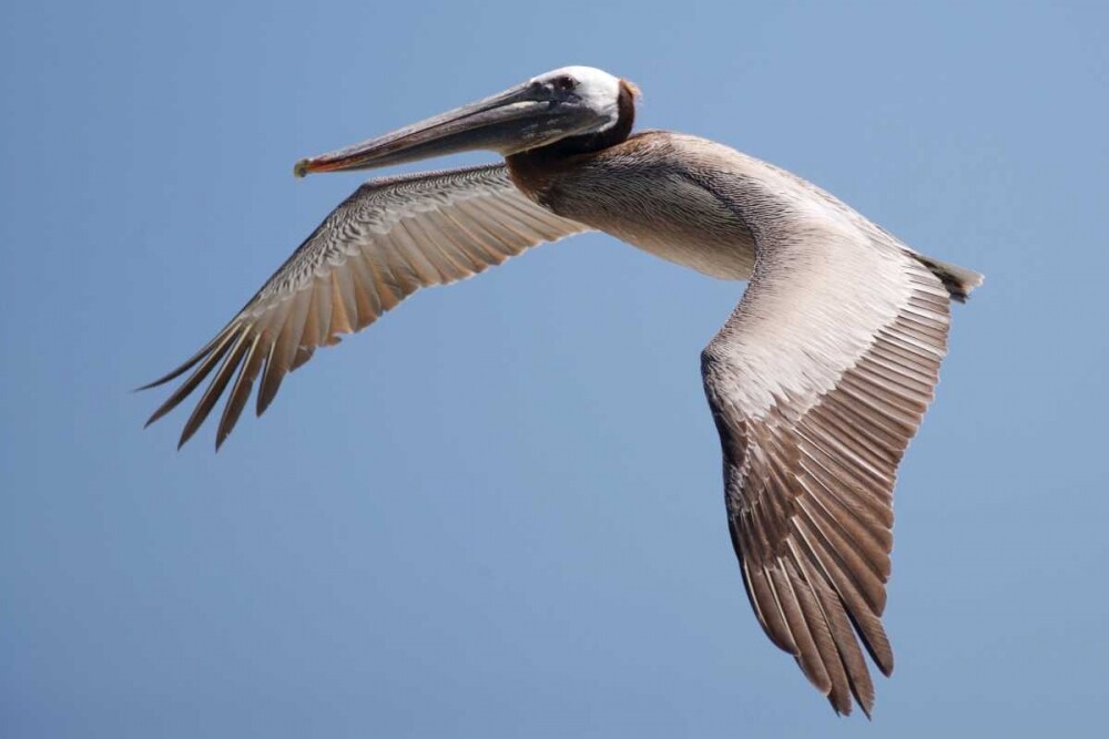 CA, La Jolla A Pelican Flying over the Coast by Christopher Talbot Frank - Item # VARPDXUS05BJA0938