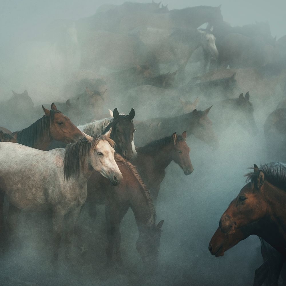 Lost Horses  Poster Print by 1x 1x # XI506A