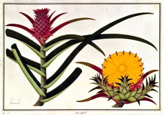 Pineapple Poster Print by 19th C Anonymous - Item # VARPDXBM18
