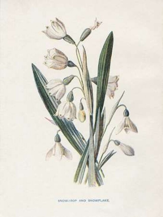 Snowdrop and Snowflake Poster Print by Gwendolyn Babbitt - Item # VARPDXBAB444