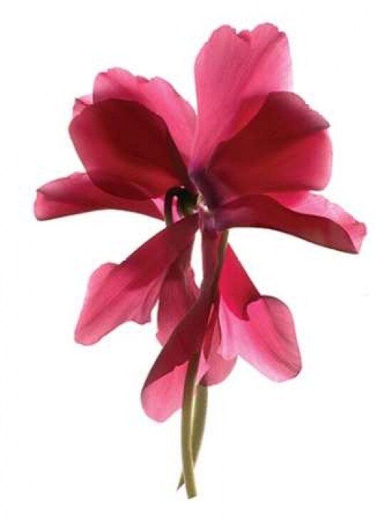 Cyclamen Dance Poster Print by Julia McLemore - Item # VARPDXMCL101