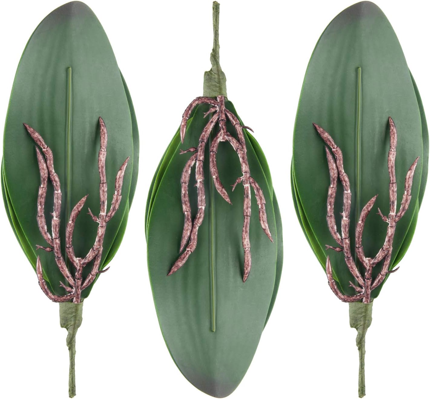 Phalaenopsis Orchid Leaves  Real Latex