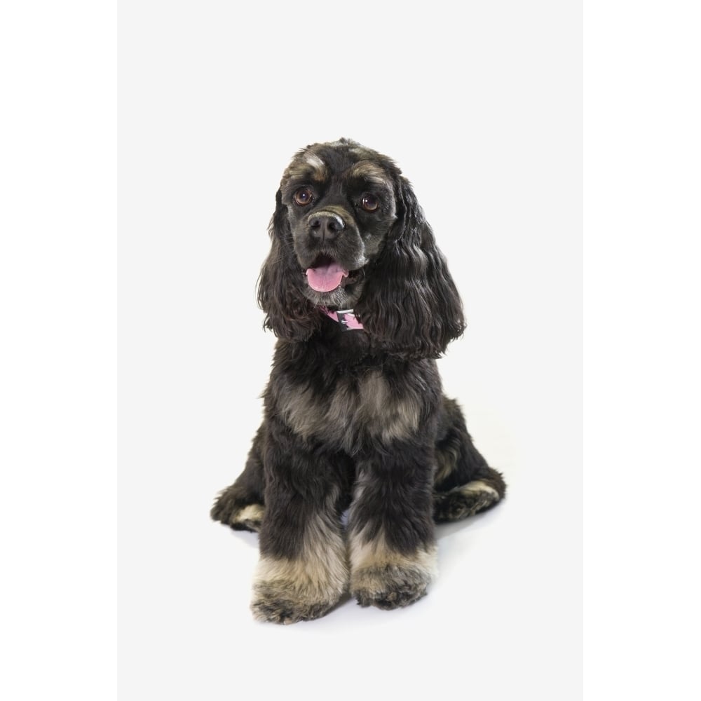 Posterazzi Black Cocker Spaniel With Golden Boots On White Studio Background Poster Print