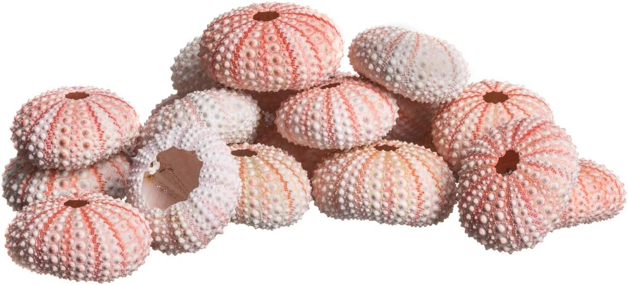 Sea Urchin Pink Sea Urchin Shells 1-2in (25 pk) Pink Sea Urchins for Craft and Decor