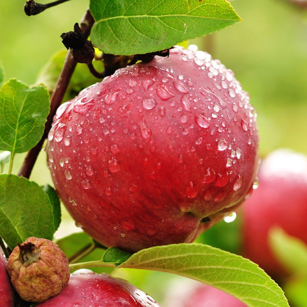 Apple Orchard - Premium Fragrance Oil
