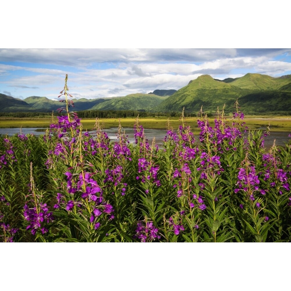 Scenic View Of Kodiak Island With Fireweed In The Foreground Southwest Alaska Summer Poster Print