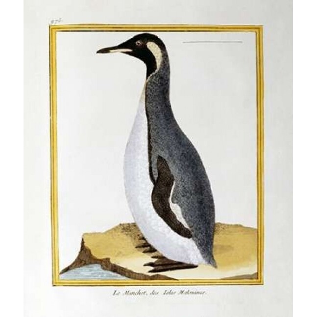 Posterazzi A Penguin Falkland Islands Poster Print by Georges-Louis Leclerc Buffon