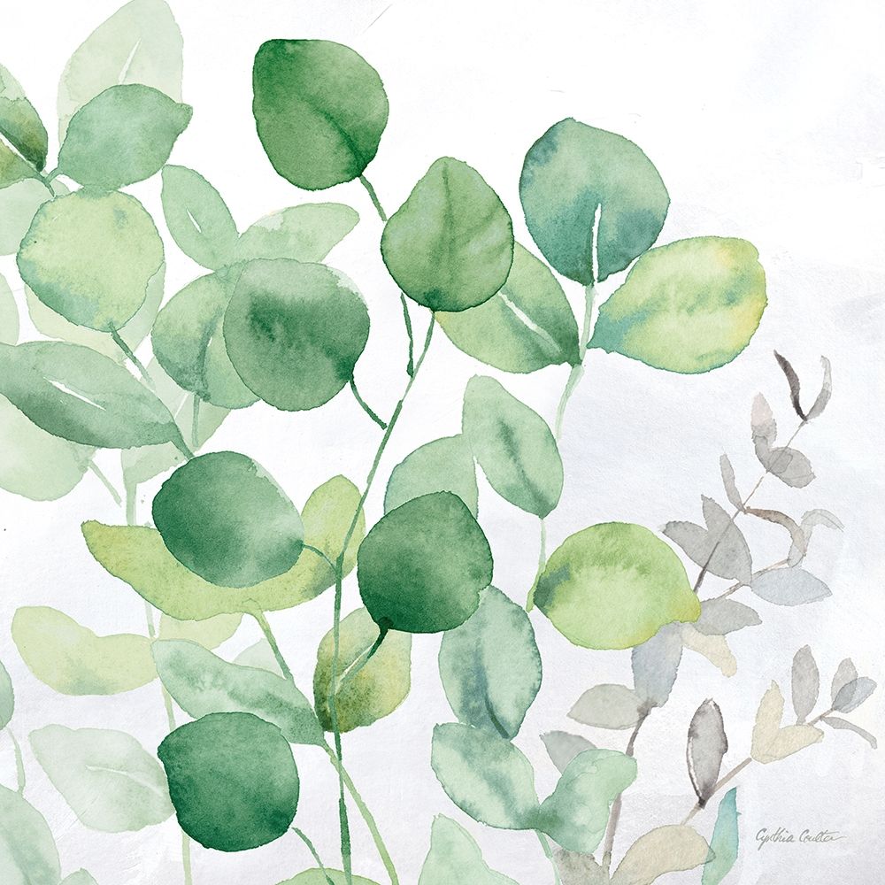 Eucalyptus Leaves II Poster Print by Cynthia Coulter # RB14279CC