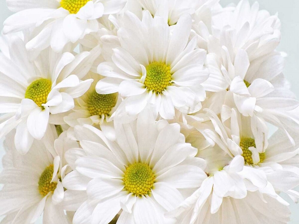 Bunch of White Daisies Poster Print by Gail Peck - Item # VARPDX10697D