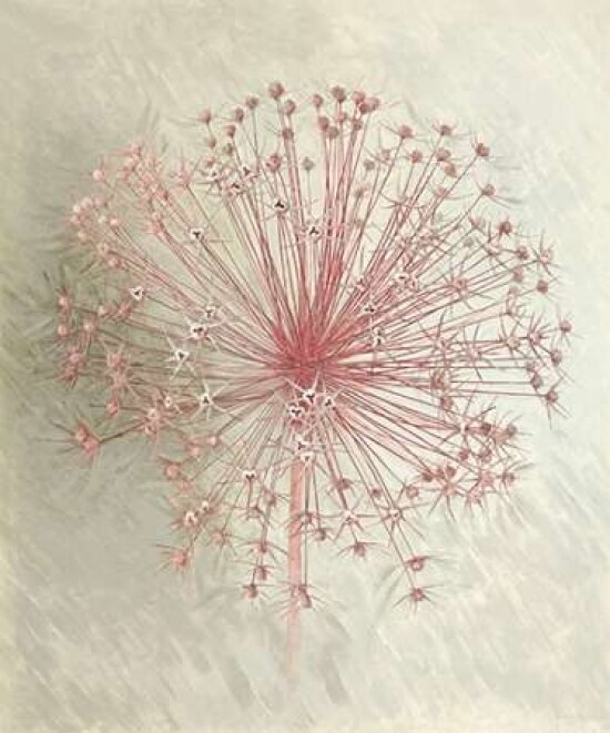 Allium Seedhead I Poster Print by Elisabeth Verdonck - Item # VARPDX62056