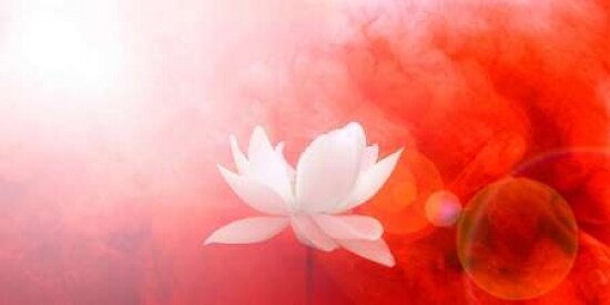 Lotus in Flames Poster Print by Bahman Farzad - Item # VARPDXF474D