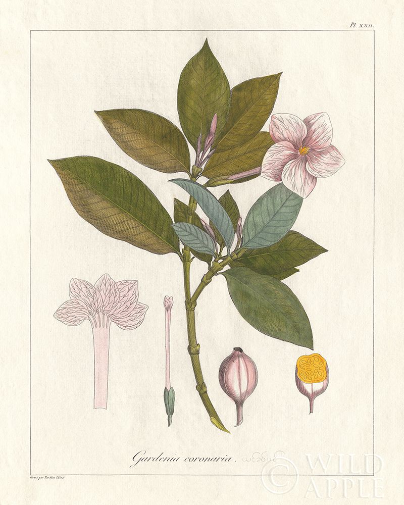 Botanical Gardenia v2 Poster Print by Wild Apple Portfolio - Item # VARPDX45385