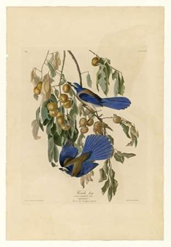 Florida Jay Poster Print by John James Audubon - Item # VARPDXJJA87
