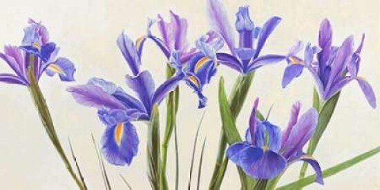 Iris Poster Print by Elena Dolci - Item # VARPDX2DO1205