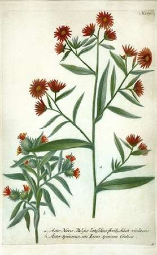 Aster, Plate 189 Poster Print by Johann W. Weinmann - Item # VARPDXJWW01