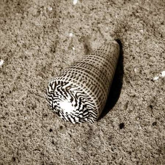 Seashells VI Poster Print by Alan Hausenflock - Item # VARPDXPSHSF1120