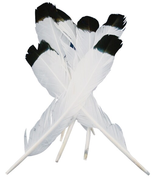 Touch Of Nature Simulated Eagle Feathers 4/Pkg-White W/Black Tip