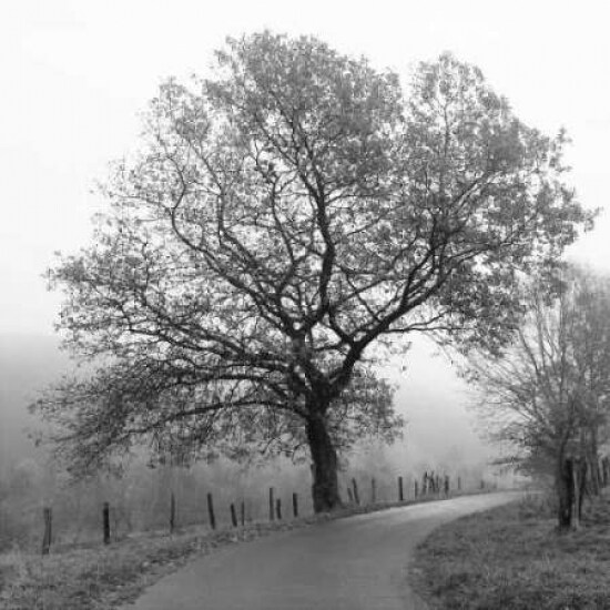 Foggy Afternoon Poster Print by Ily Szilagyi - Item # VARPDXSIP206B