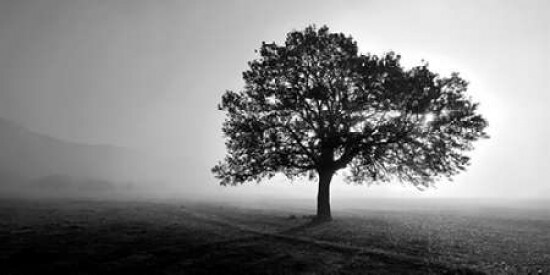 Tree in Mist Poster Print by PhotoINC Studio - Item # VARPDXIN34045