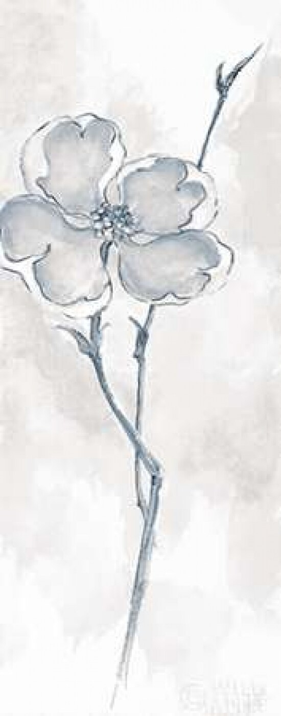 Solitary Dogwood II Gray Poster Print by  Chris Paschke - Item # VARPDX22365