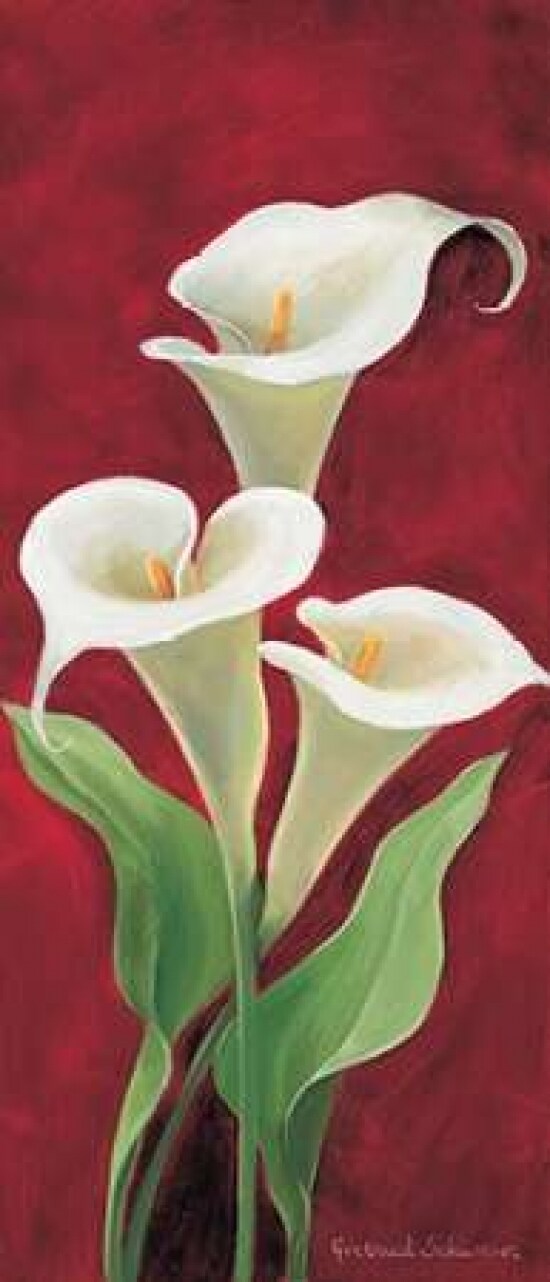 Calla on burgundy I Poster Print by Gertrud Schweser - Item # VARPDXMLV257