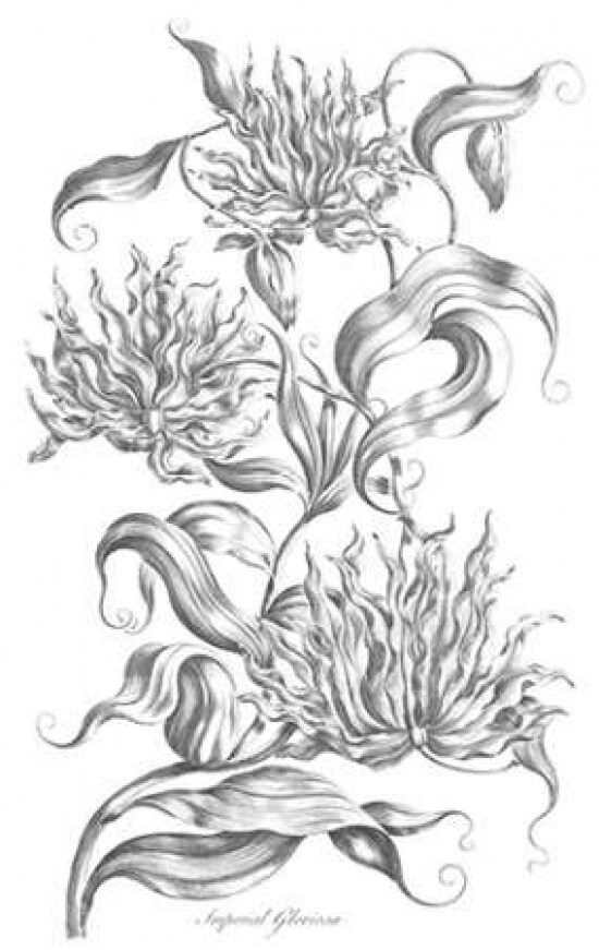 Imperial Gloriosa Poster Print by  John Hill - Item # VARPDXJH13