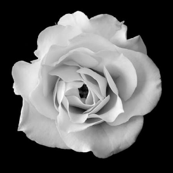 White Rose II Poster Print by Jim Christensen - Item # VARPDXCRS027