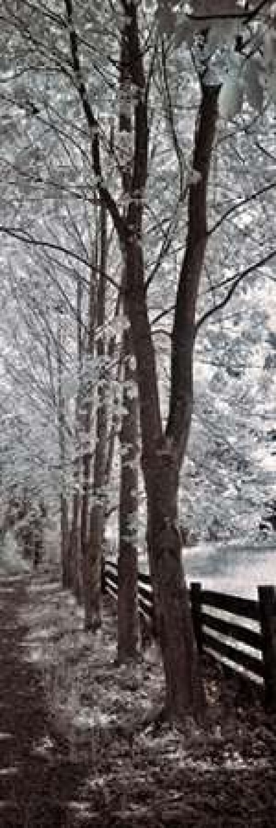 A Walk To Remember II Poster Print by Ily Szilagyi - Item # VARPDXSIP260