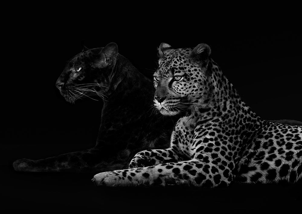 Brotherhood Poster Print by Julian Lauren - Item # VARPDX3AP4328