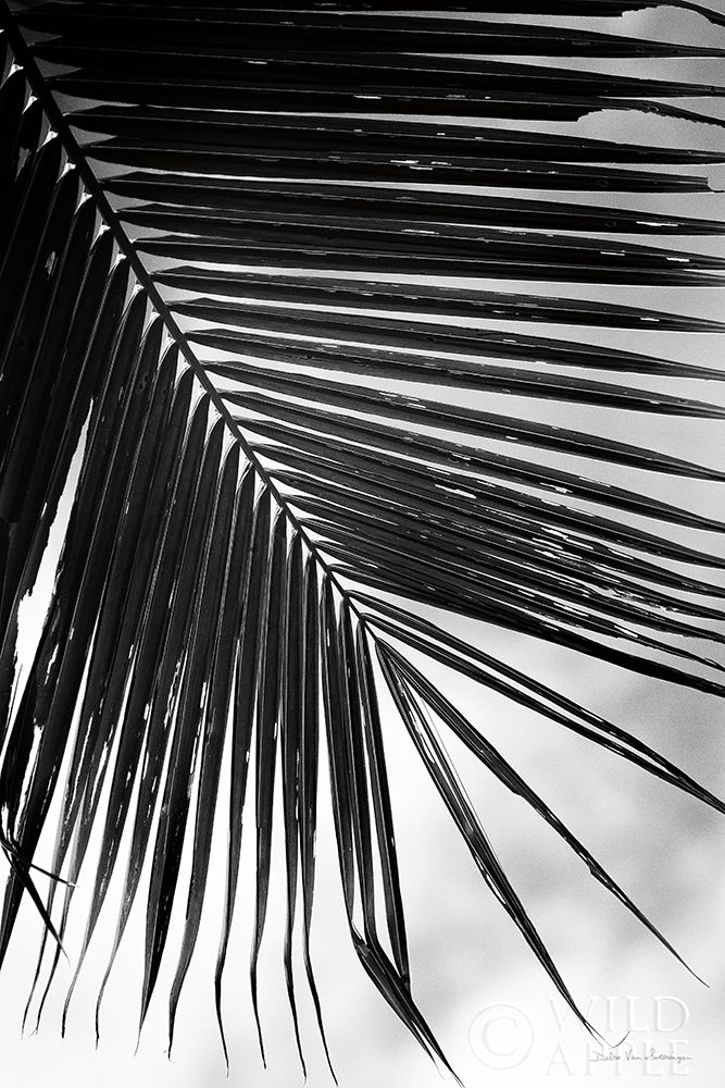 Palm Frond II Poster Print by Debra Van Swearingen - Item # VARPDX42489