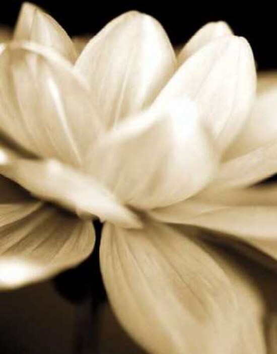 Radiance II Poster Print by Cinzia Ryan - Item # VARPDX5379