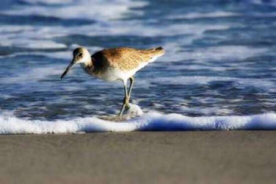 Sandpiper in the Surf III Poster Print by Alan Hausenflock - Item # VARPDXPSHSF717