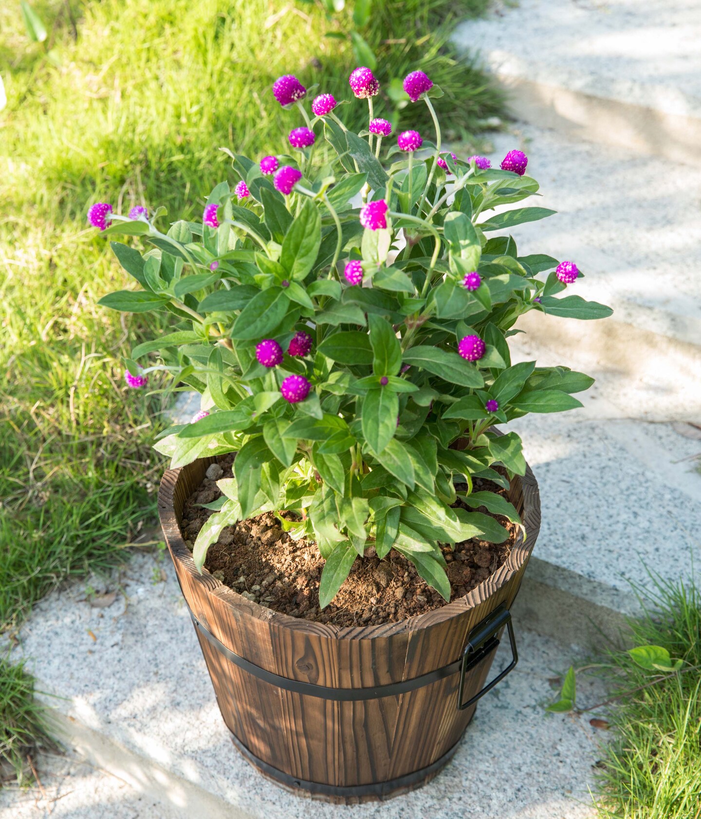 Wooden Whiskey Barrel Planters