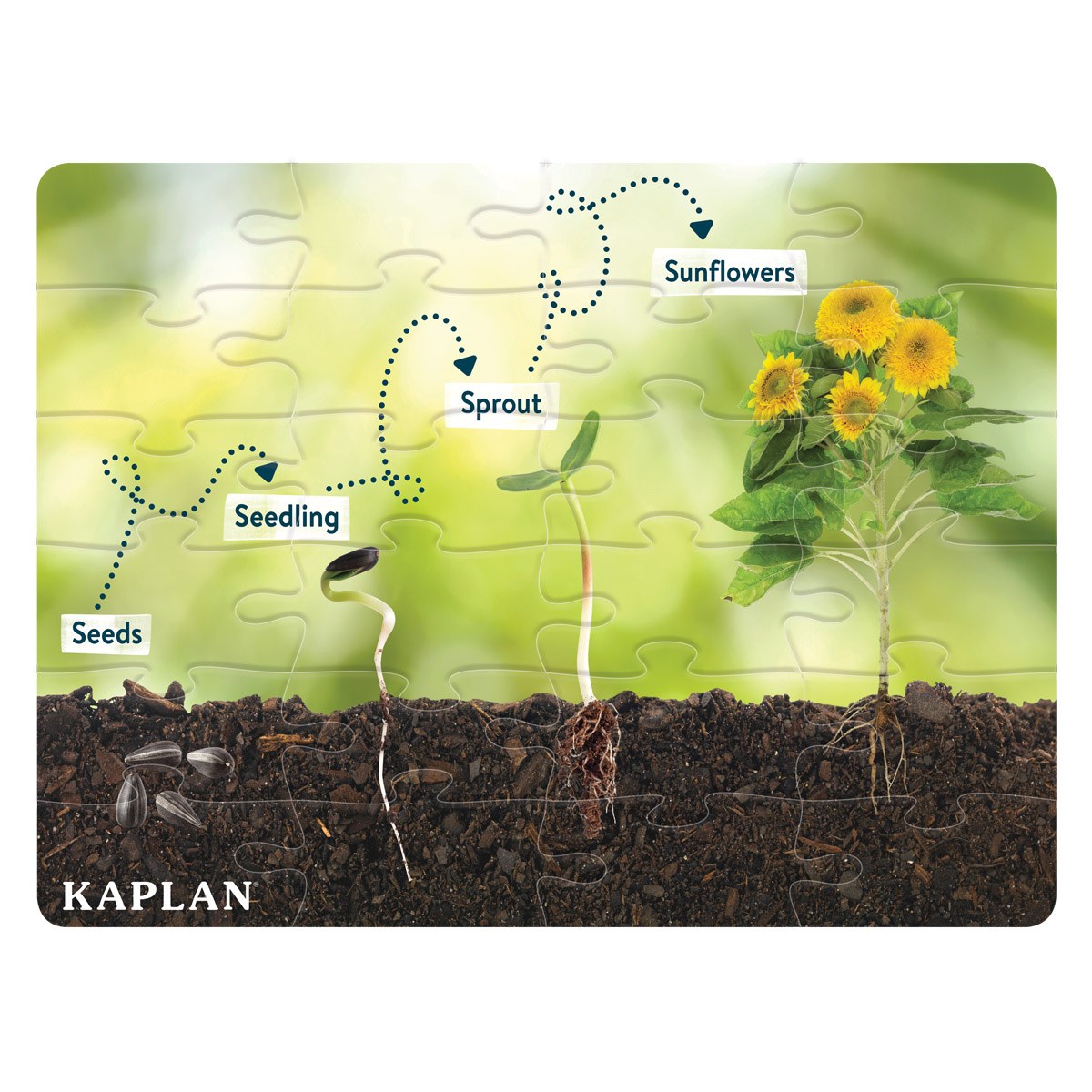 Kaplan Early Learning Company Sunflower Life Cycle Floor Puzzle from Seed to Sunflower - 24 Pieces