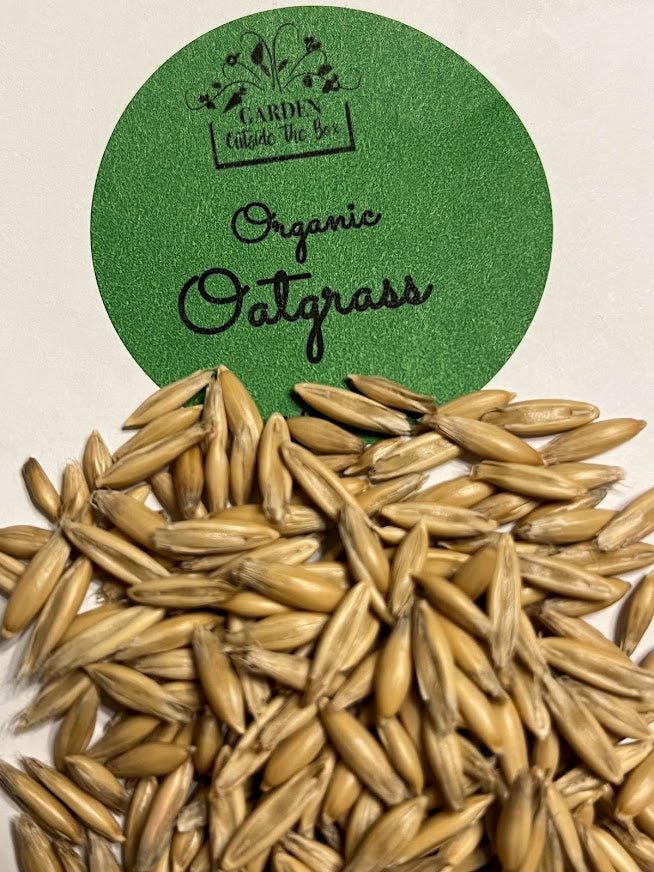 Cat Grass Organic Seed Kit - BEST Ever