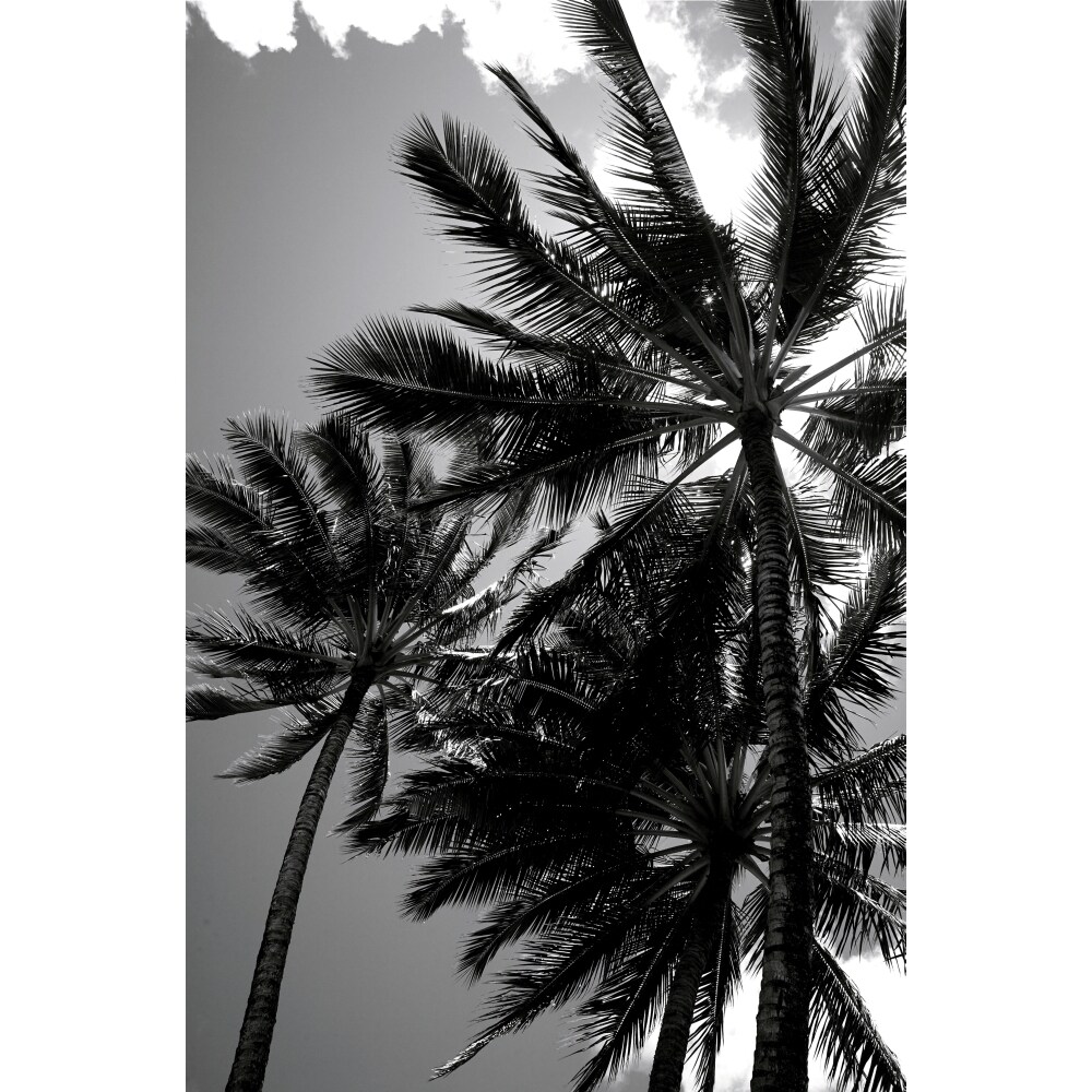 Hawaii Upward View Of Tall Palm Trees Against Sky . By Kicka Witte / Design Pics