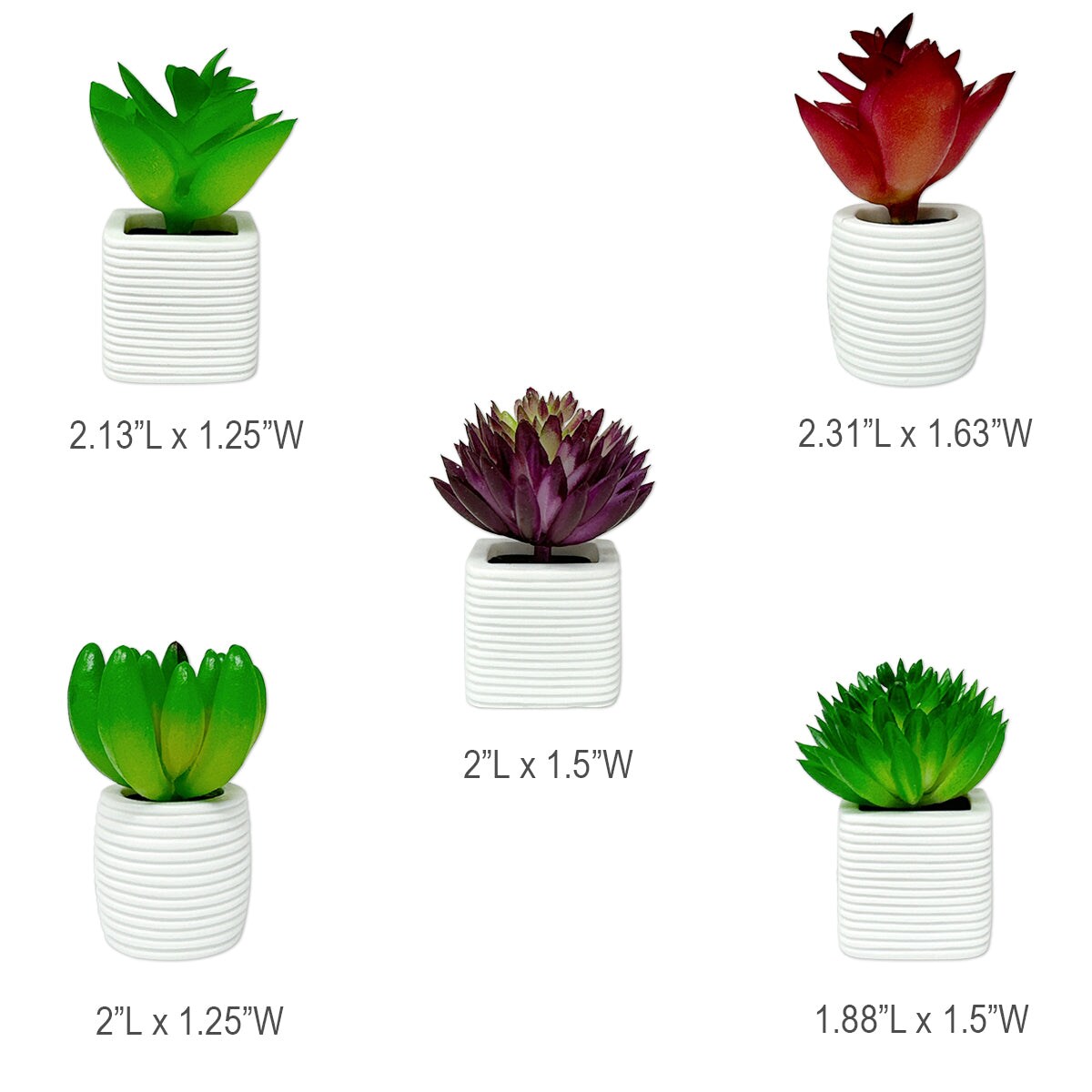 Wrapables 3D Resin Fridge Magnets, Food Simulation, Succulents, Famous Faces Refrigerator Magnets for Kitchen (Set of 5)