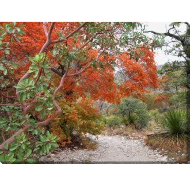 Outdoor Living and Style Orange and Green Madrone and Maple Outdoor Canvas Rectangular Wall Art Decor 30" x 40"